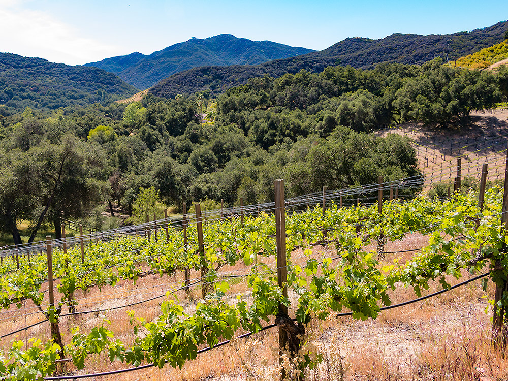 Grape Vines growing in the Malibu hills