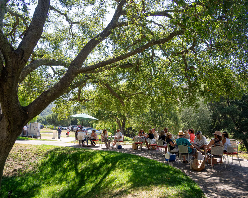 Majestic oaks at Rosenthal estate